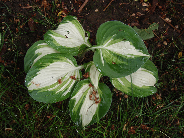 hosta P5011484