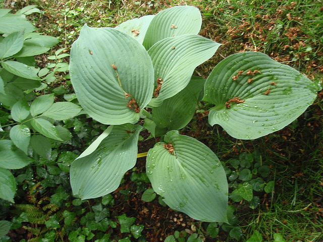 hosta P5011485