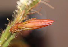 Bouton d'Aporocactus