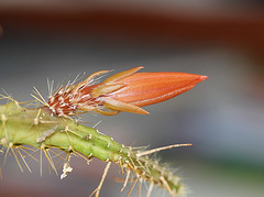 Bouton d'Aporocactus