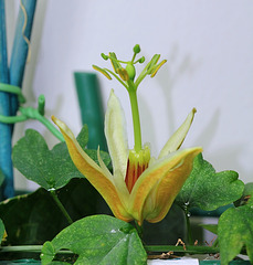 Passiflora aurantia