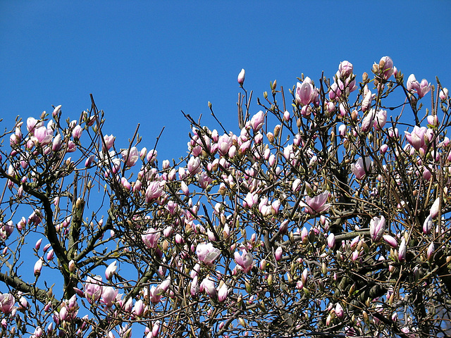 Magnolienblüte