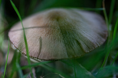 Tiny toadstool!