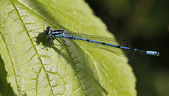 Agrion jouvencelle