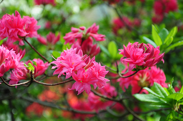 Rhododendron