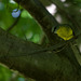 Yellow robin