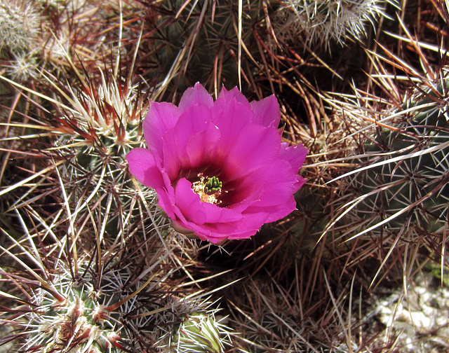 Blind Canyon - Cactus (0328)