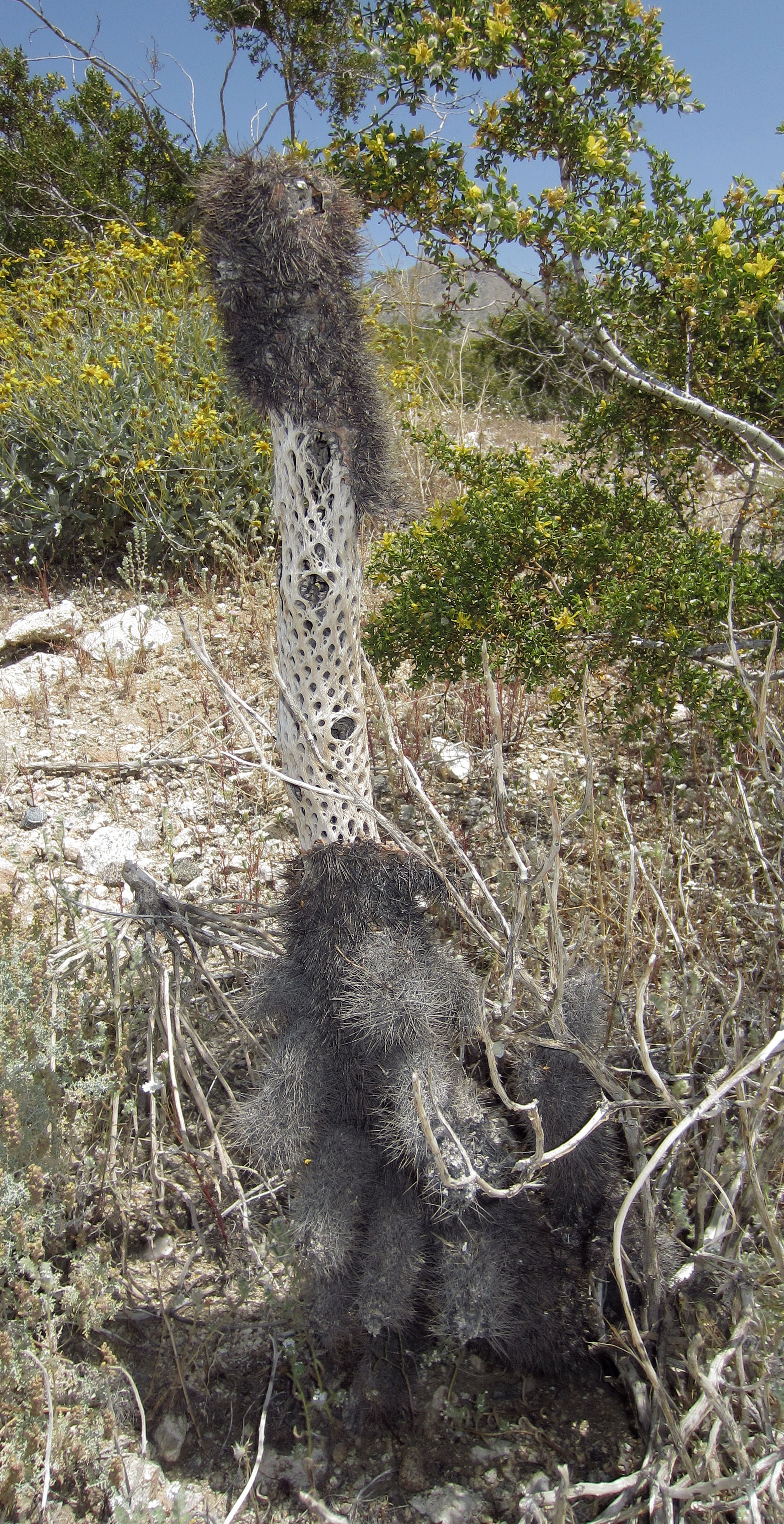 Blind Canyon Cholla Skeleton (0340)