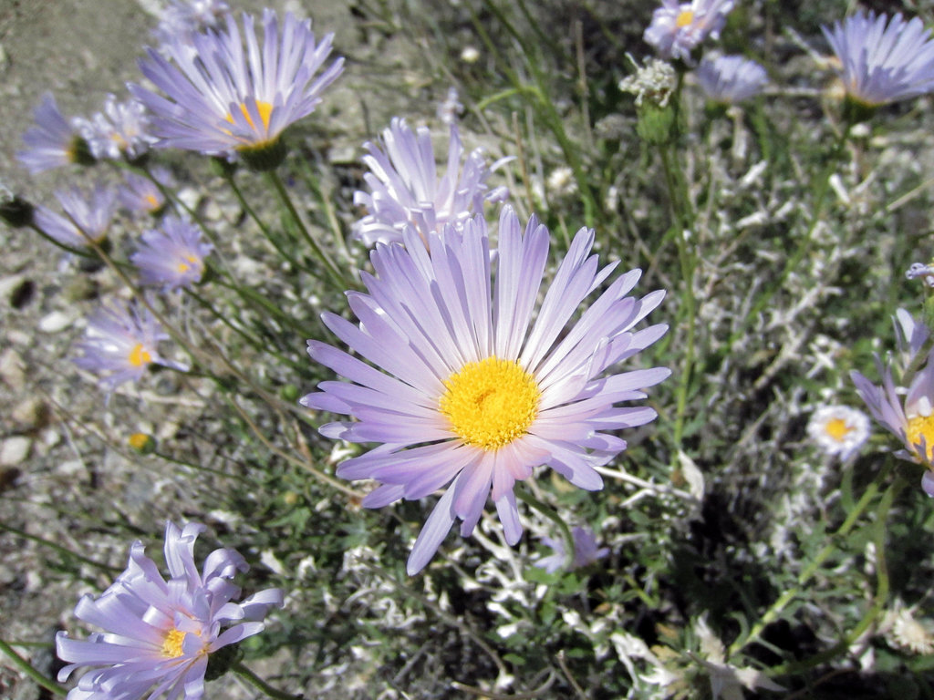 Blind Canyon Mojave Asters (0332)
