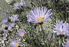 Blind Canyon Mojave Asters (0333)