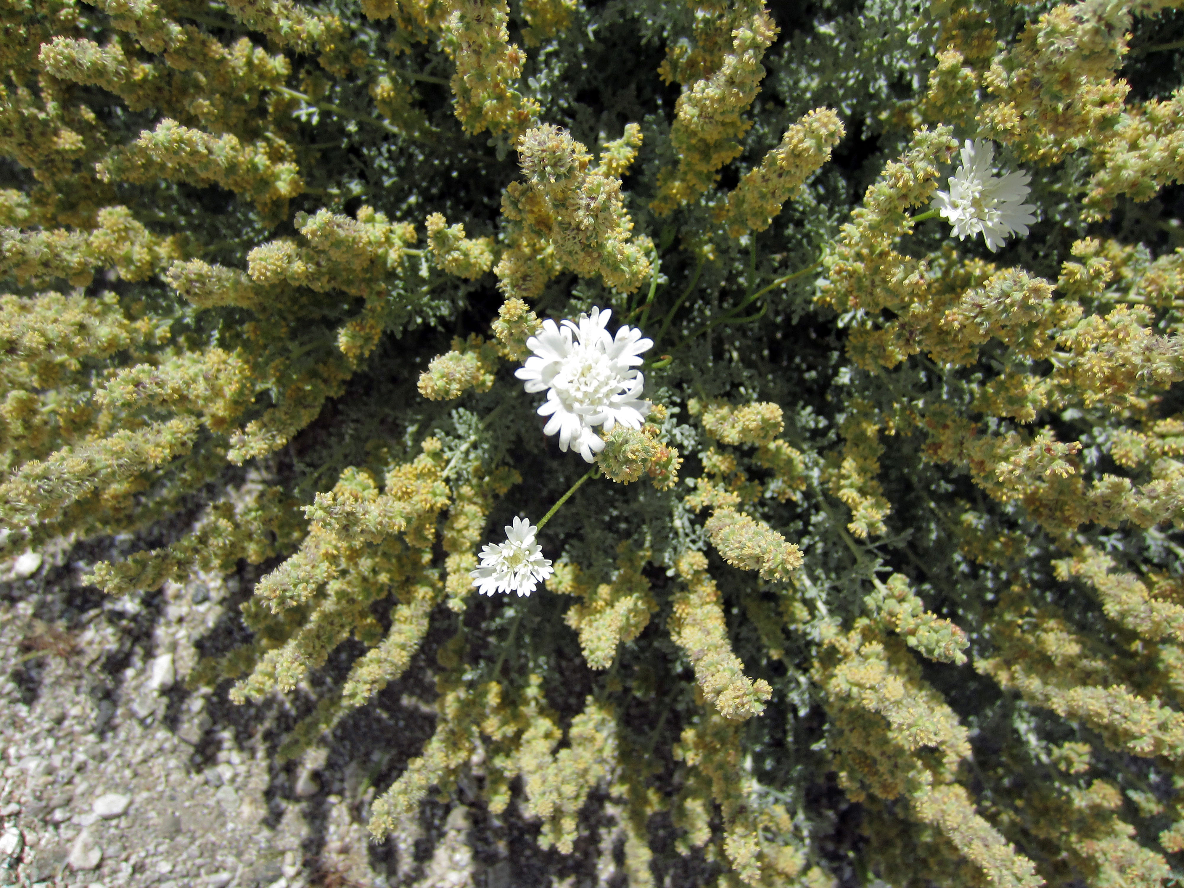 Blind Canyon Flowers (0367)