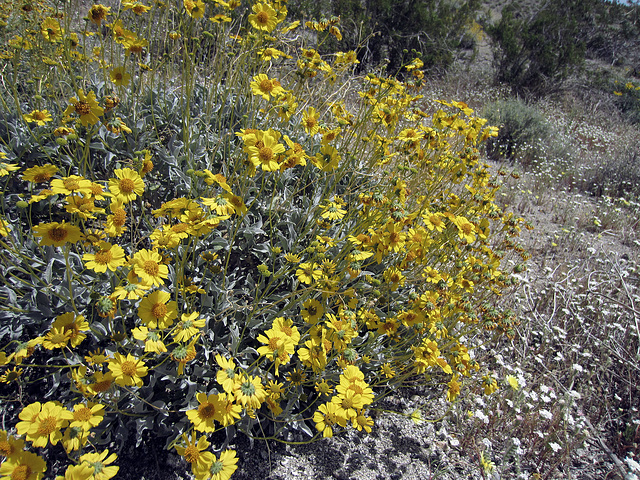 Blind Canyon Flowers (0381)