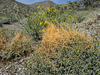 Blind Canyon Flowers (0382)