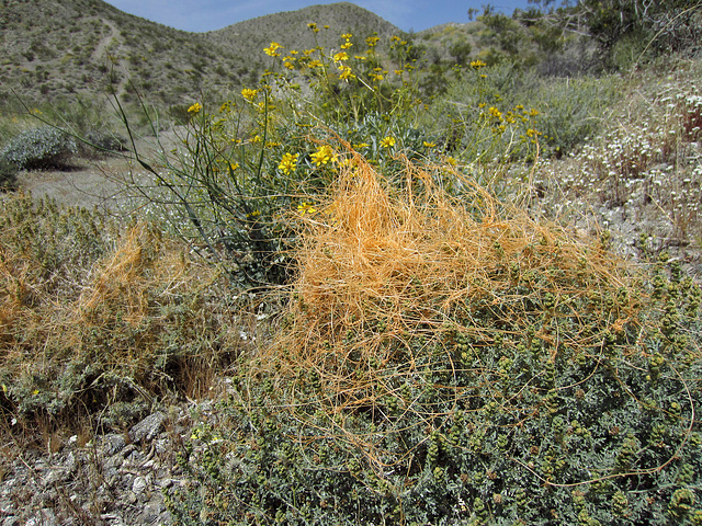Blind Canyon Flowers (0382)