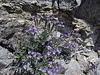 Blind Canyon Flowers (0387)