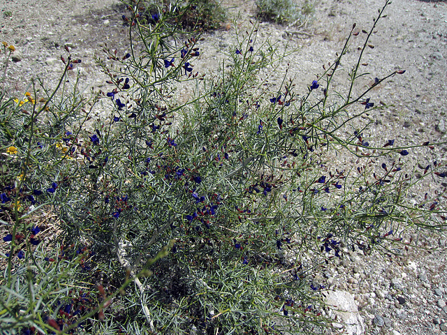 Blind Canyon Indigo (0373)