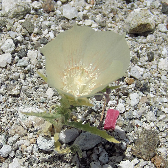 Blind Canyon Sand Blazing Star (0356)