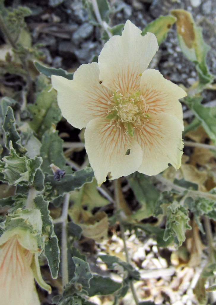 Blind Canyon Sand Blazing Star (0385)