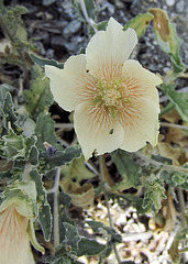 Blind Canyon Sand Blazing Star (0385)