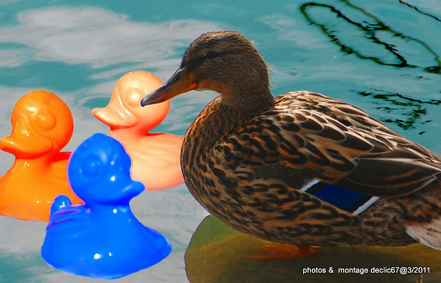 les trois vilains petits canard.......