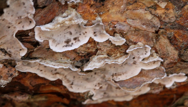 Leptoporus adustus