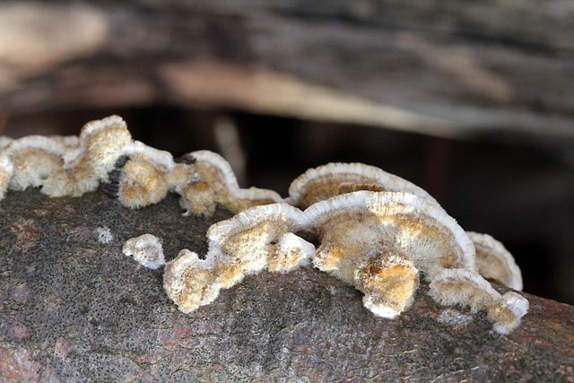 Polypores