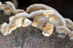 Polypores