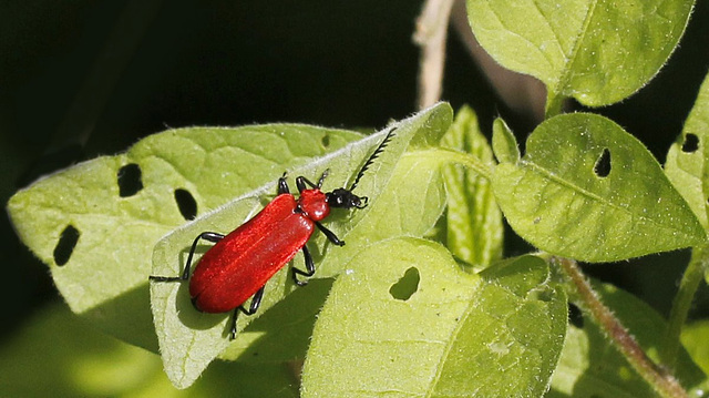 Cardinal