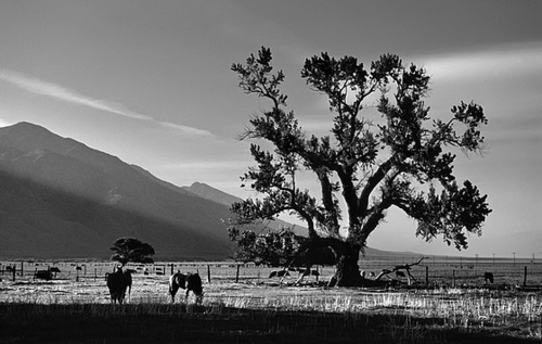 late_light_tree