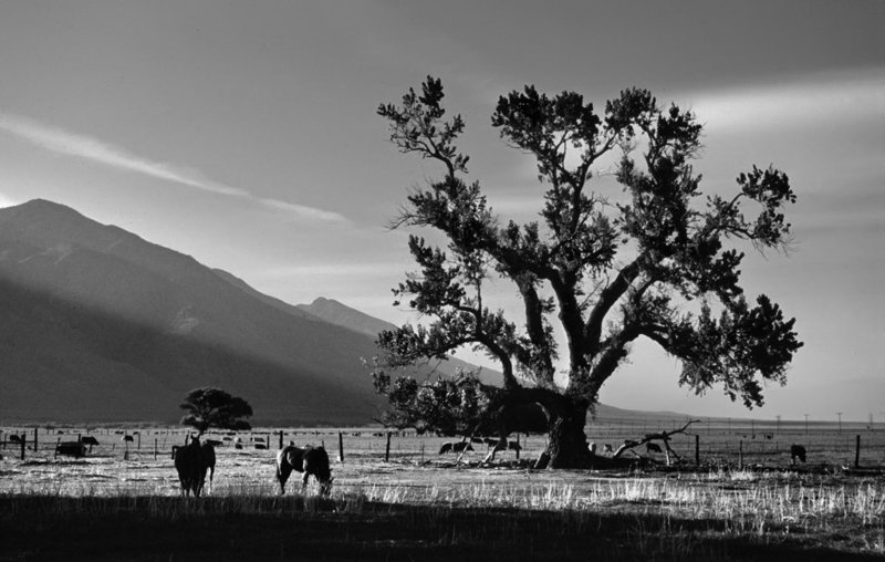 late_light_tree