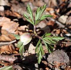 Anemone des bois