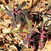 Euphorbia amygdaloïdes (2)