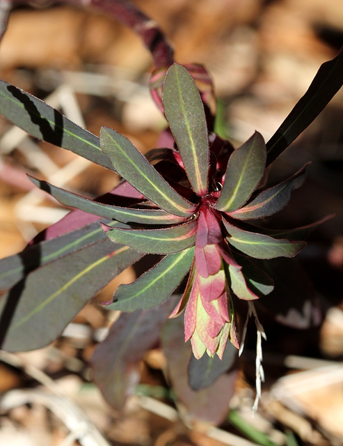 Euphorbia amygdaloïdes