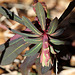 Euphorbia amygdaloïdes