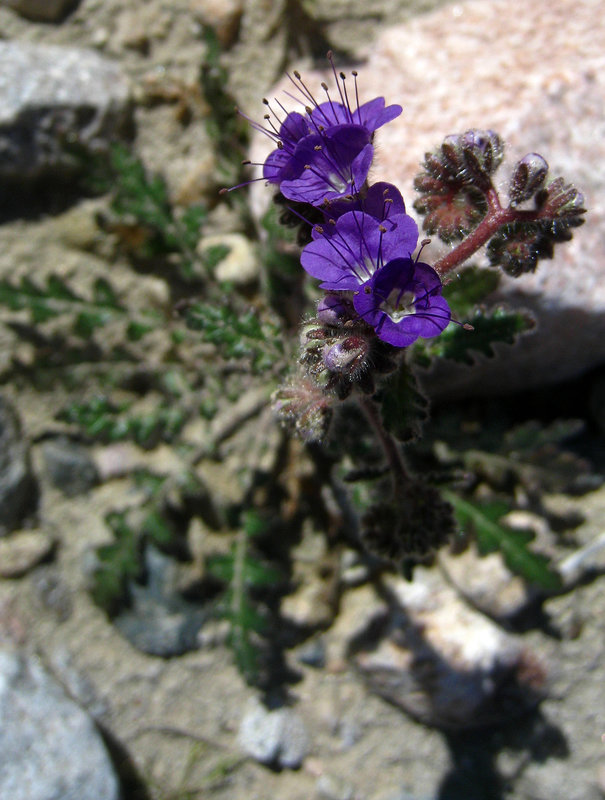 Flower in Mecca Hills (6313)