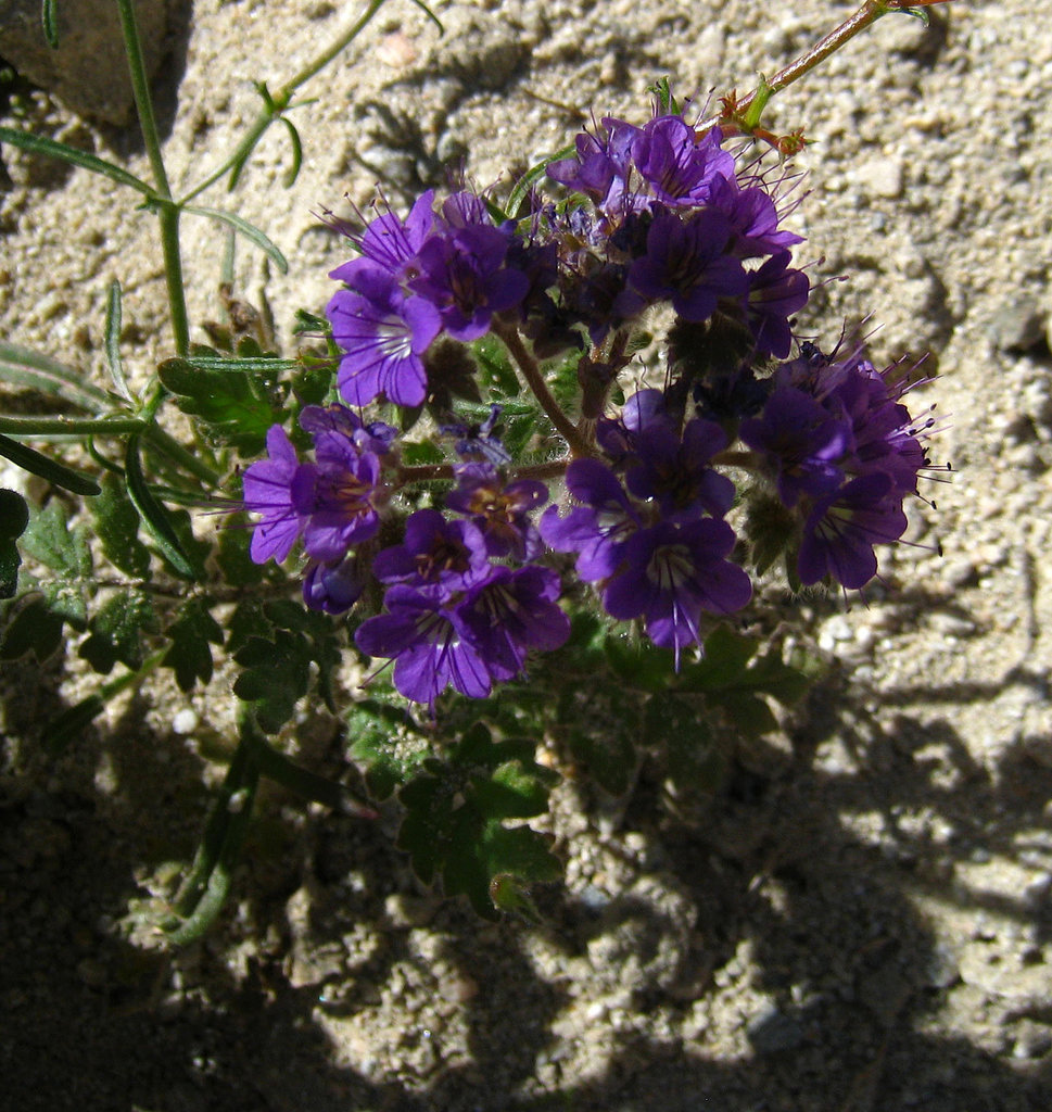 Flower in Mecca Hills (6324)