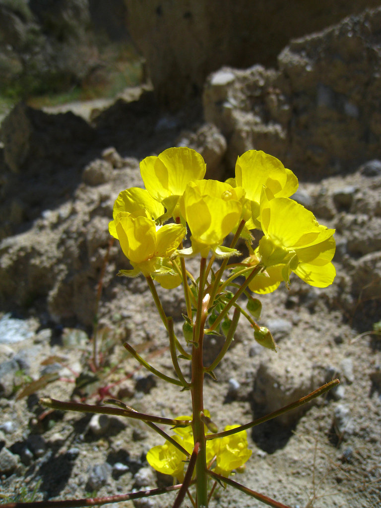 Flower in Mecca Hills (6331)