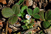 Potentilla micrantha