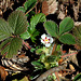 Potentilla micrantha