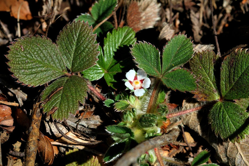 Potentilla micrantha