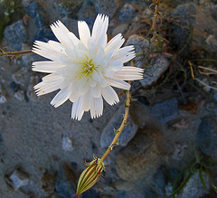 Flower in Mecca Hills (6334)