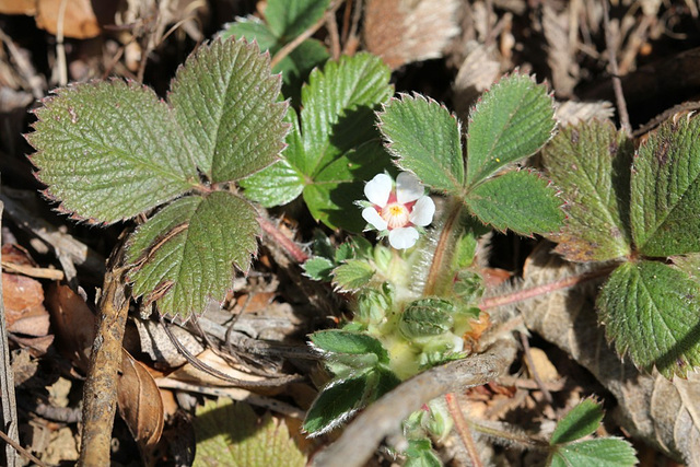 Potentille micrantha