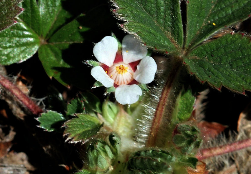 Potentilla micrantha