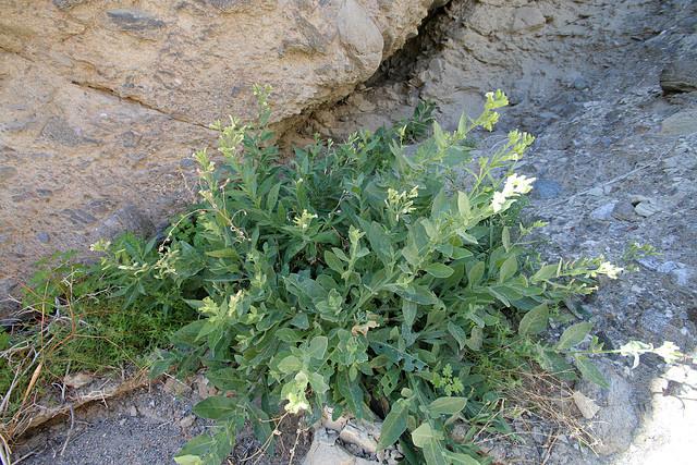 Tobacco in Mecca Hills (9012)