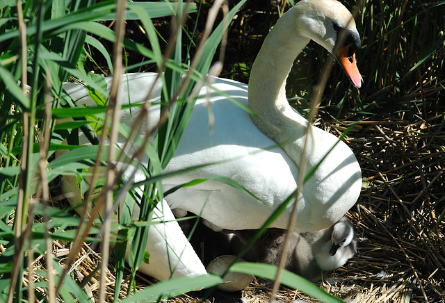 Couvée de cygne