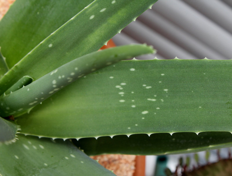 Aloe vera