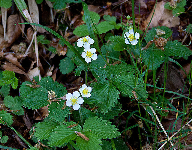 20110429 1484RAw [D~BI] Walderdbeere (Fragaria vesca), Botanischer Garten, Bielefeld