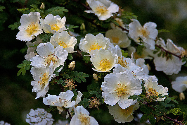 20110429 1483RAw [D~BI] Rose, Botanischer Garten, Bielefeld