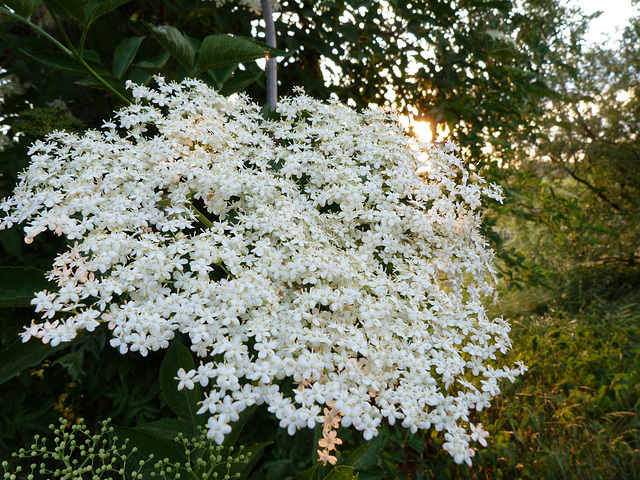 Holunderblüte