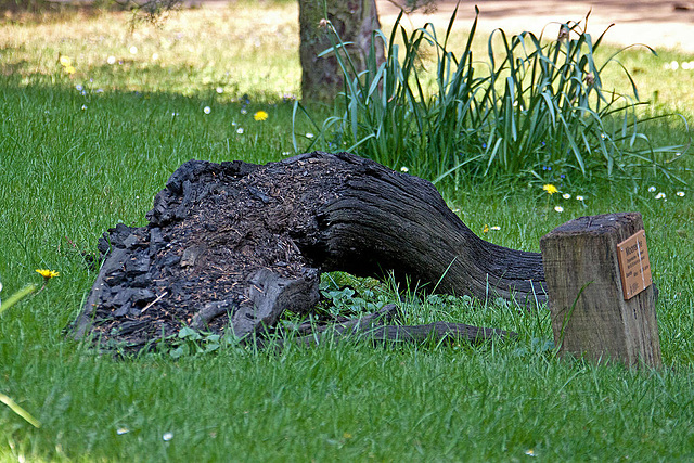 20110429 1480RAw [D~BI] Holz, Botanischer Garten, Bielefeld